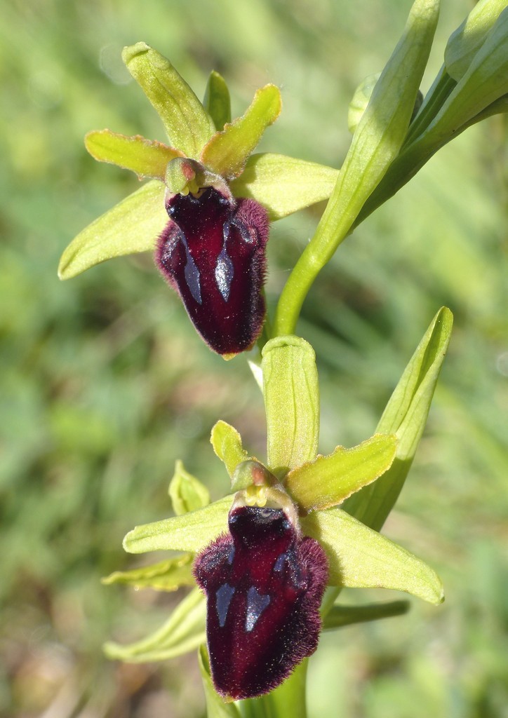 Ophrys promontorii : Abruzzo e Lazio 2019